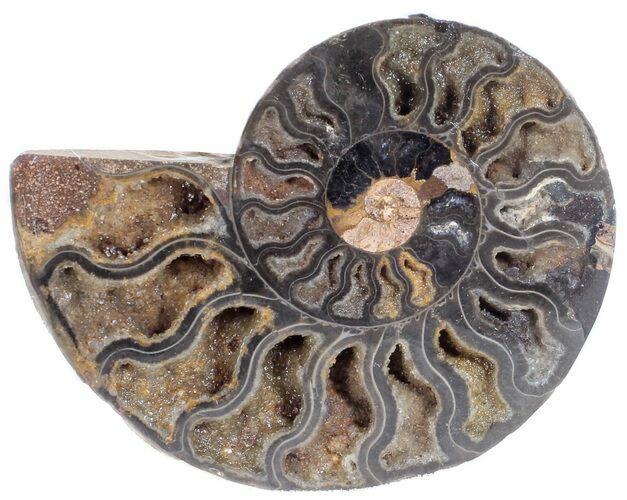 Split Black/Orange Ammonite (Half) - Unusual Coloration #55649